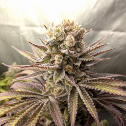 Sweet Tooth Auto - autoblomstrende cannabisfrø, cannabissort
