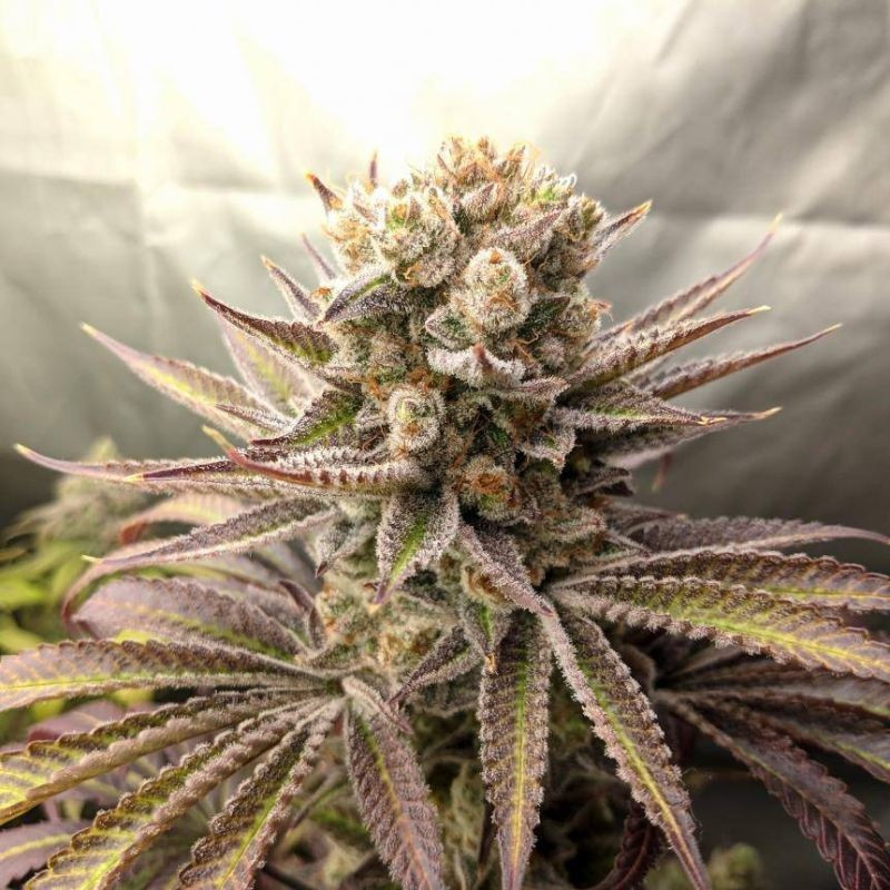 Sweet Tooth Auto - autoblomstrende cannabisfrø, cannabissort