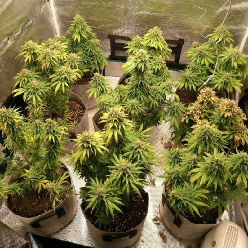 Watermelon Auto - autoblomstrende cannabisfrø, cannabissort