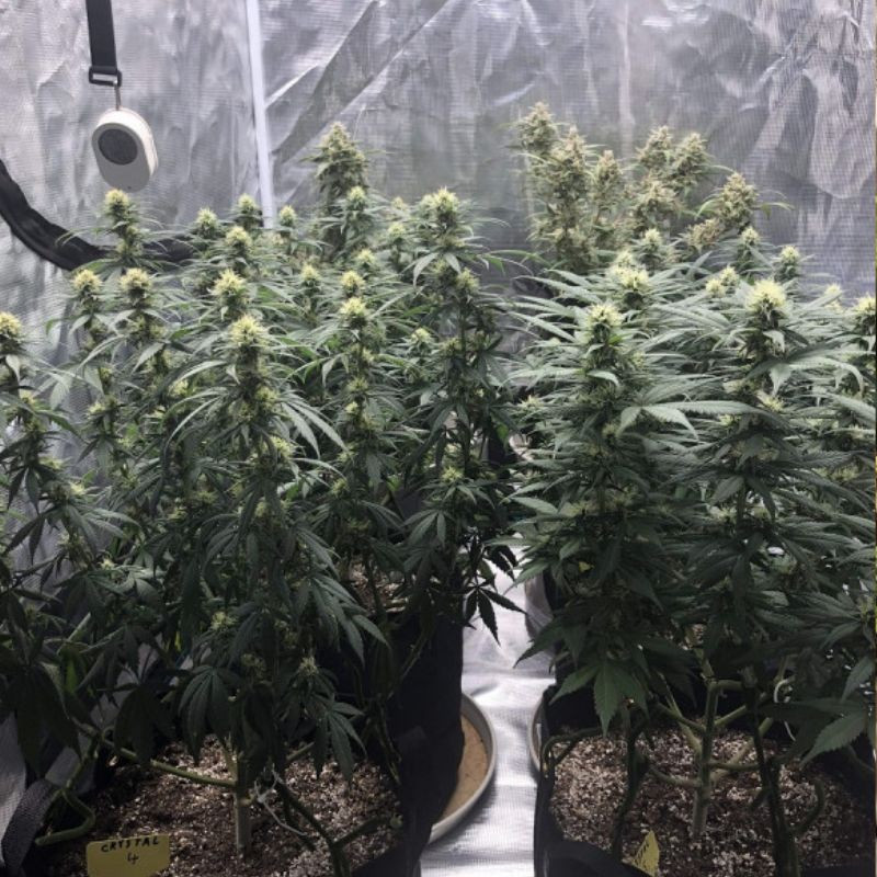 Skunk Auto - autoblomstrende cannabisfrø, cannabissort