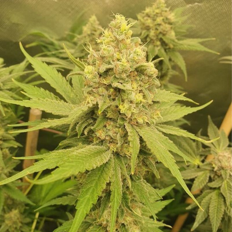 Mango Auto - autoblomstrende cannabisfrø, cannabissort