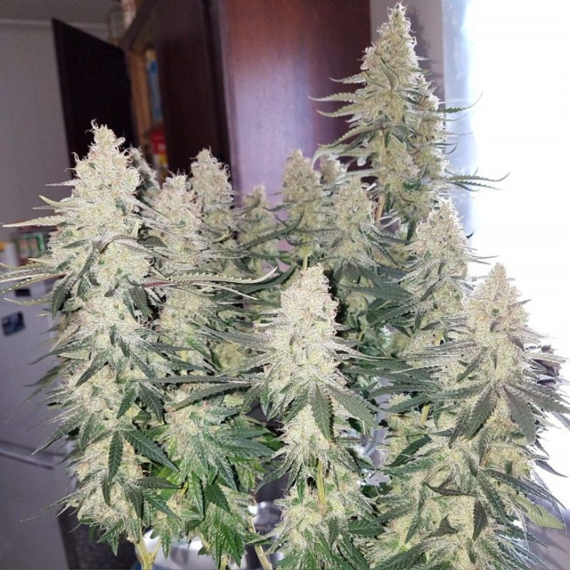 Strawberry Auto - autoblomstrende cannabisfrø, cannabissort