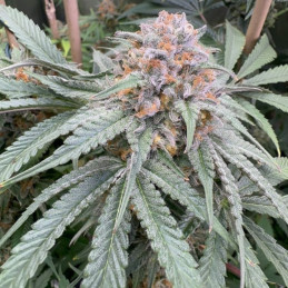 Purple Kush Auto - autoblomstrende cannabisfrø, cannabissort