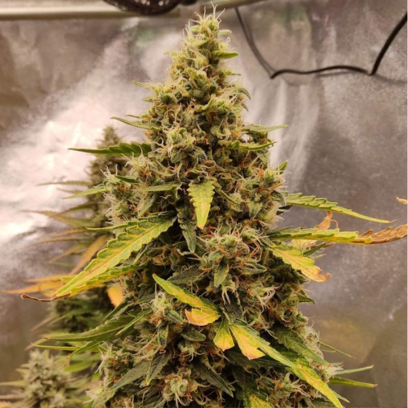 Runtz Auto - autoblomstrende cannabisfrø, cannabissort