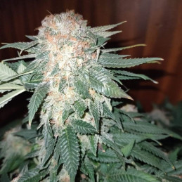 Sour Diesel Auto - autoblomstrende cannabisfrø, cannabissort