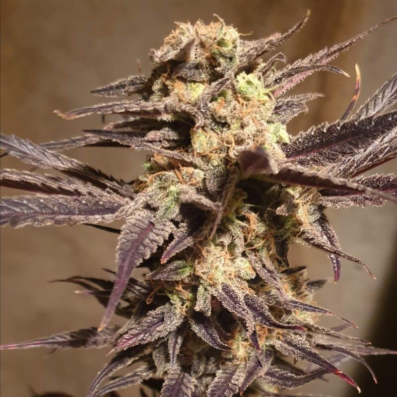 Orange Bud Auto - autoblomstrende cannabisfrø, cannabissort