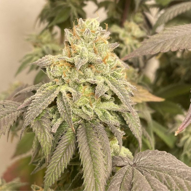 Power Plant Auto - autoblomstrende cannabisfrø, cannabissort