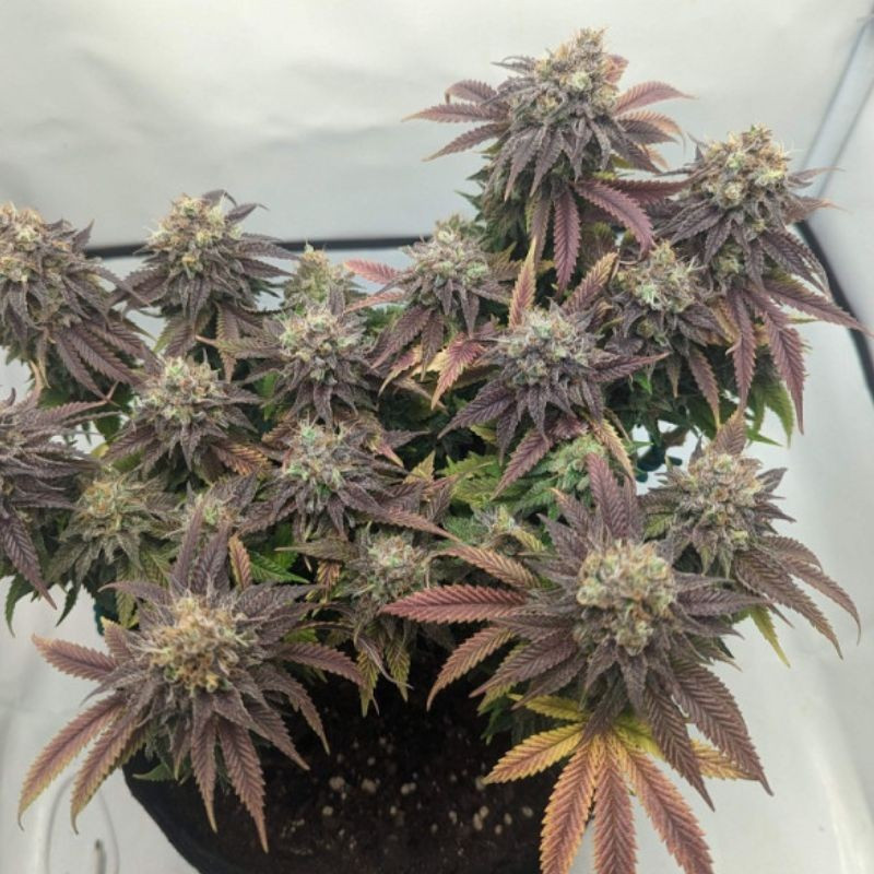 NYC Diesel Auto - autoblomstrende cannabisfrø, cannabissort