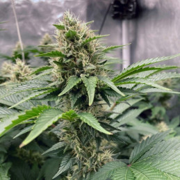 Northern Light Auto - autoblomstrende cannabisfrø, cannabissort