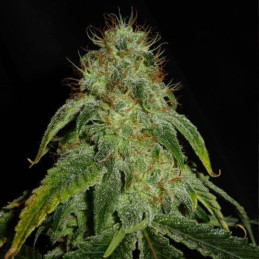 Mandarine Auto - autoblomstrende cannabisfrø, cannabissort