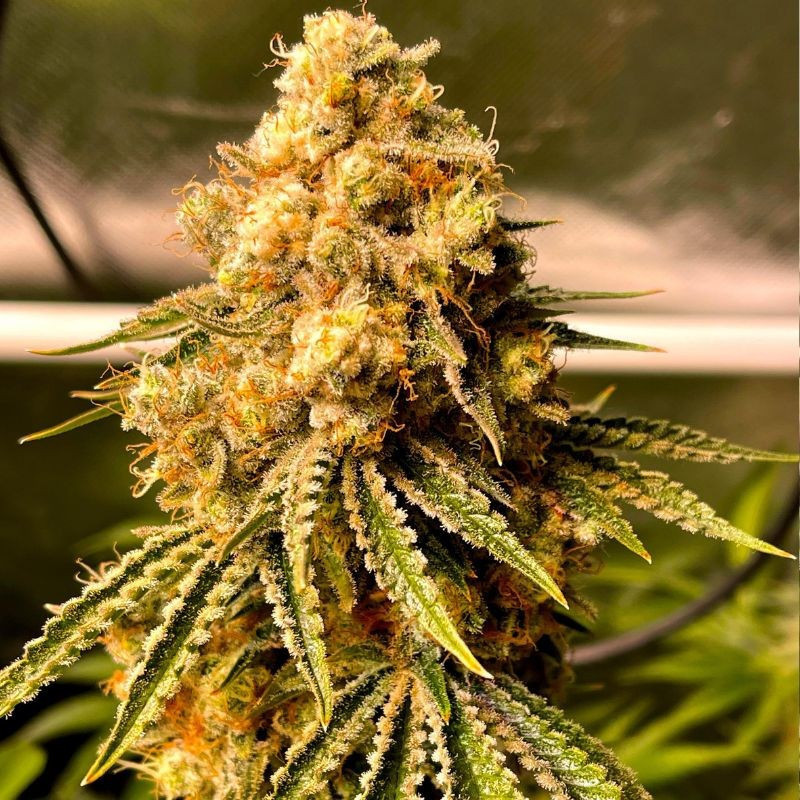 Mimosa Auto - autoblomstrende cannabisfrø, cannabissort