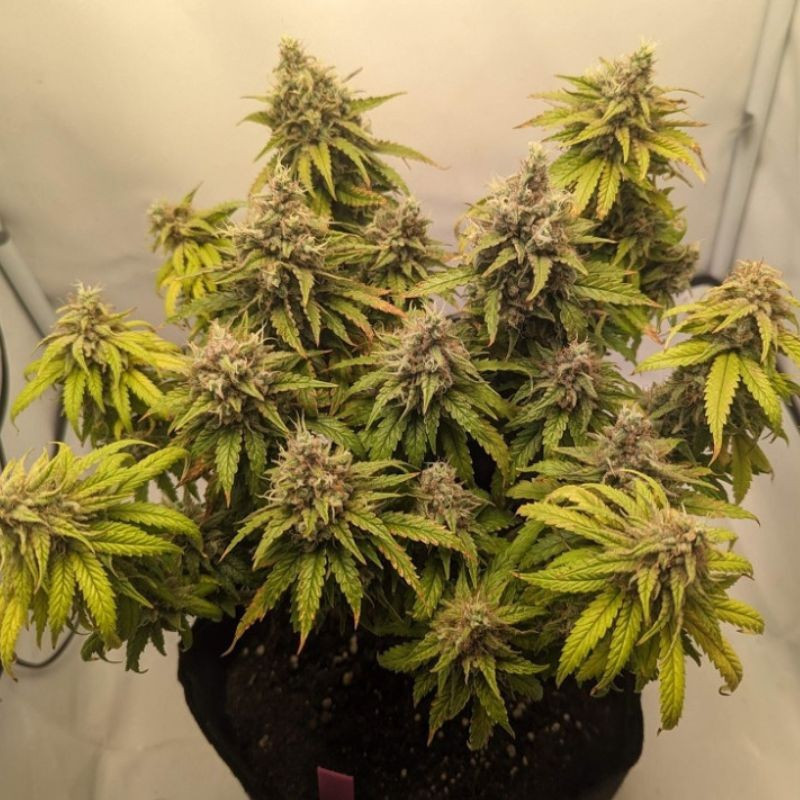 Mazar Auto - autoblomstrende cannabisfrø, cannabissort