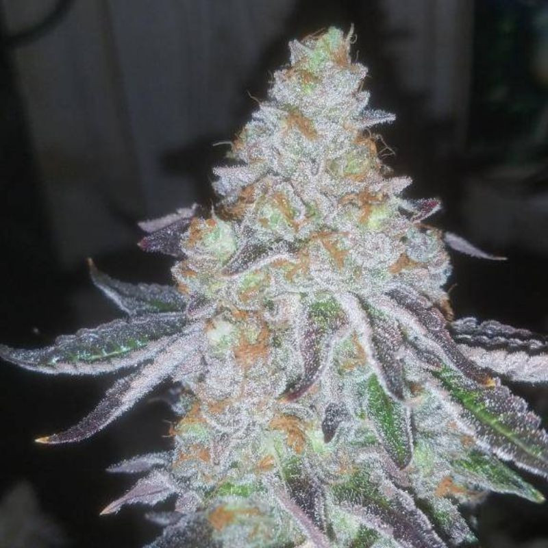 Lavender Auto - autoblomstrende cannabisfrø, cannabissort