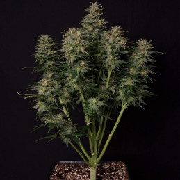 Lowryder Auto - autoblomstrende cannabisfrø, cannabissort