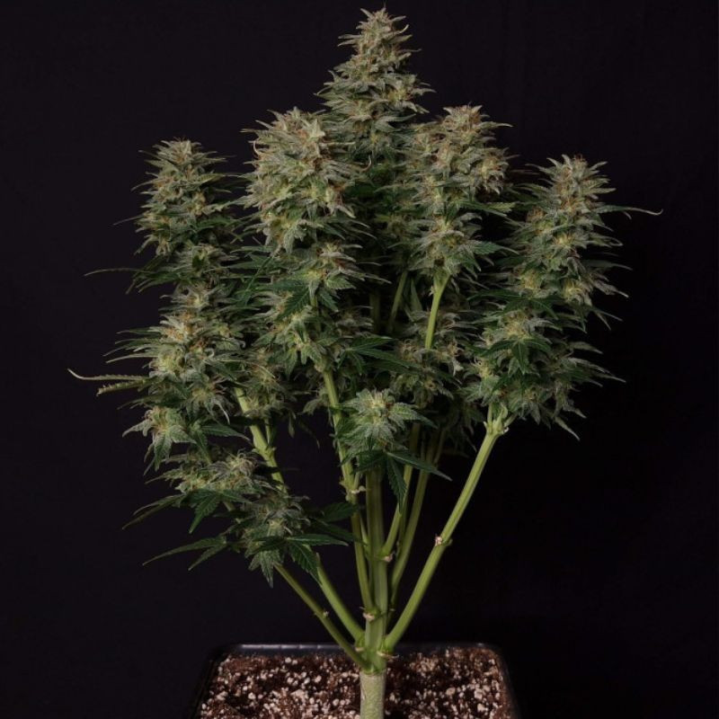 Lowryder Auto - autoblomstrende cannabisfrø, cannabissort