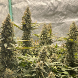 Jack Herer Auto - autoblomstrende cannabisfrø, cannabissort