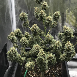 Kali Mist Auto - autoblomstrende cannabisfrø, cannabissort