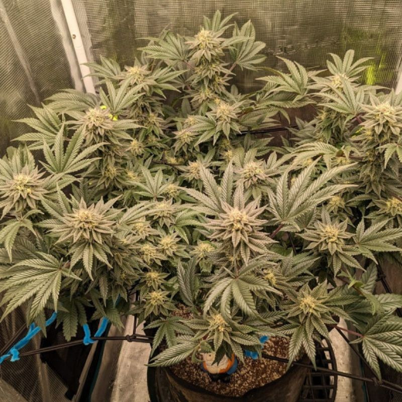 Great White Shark Auto - autoblomstrende cannabisfrø, cannabissort