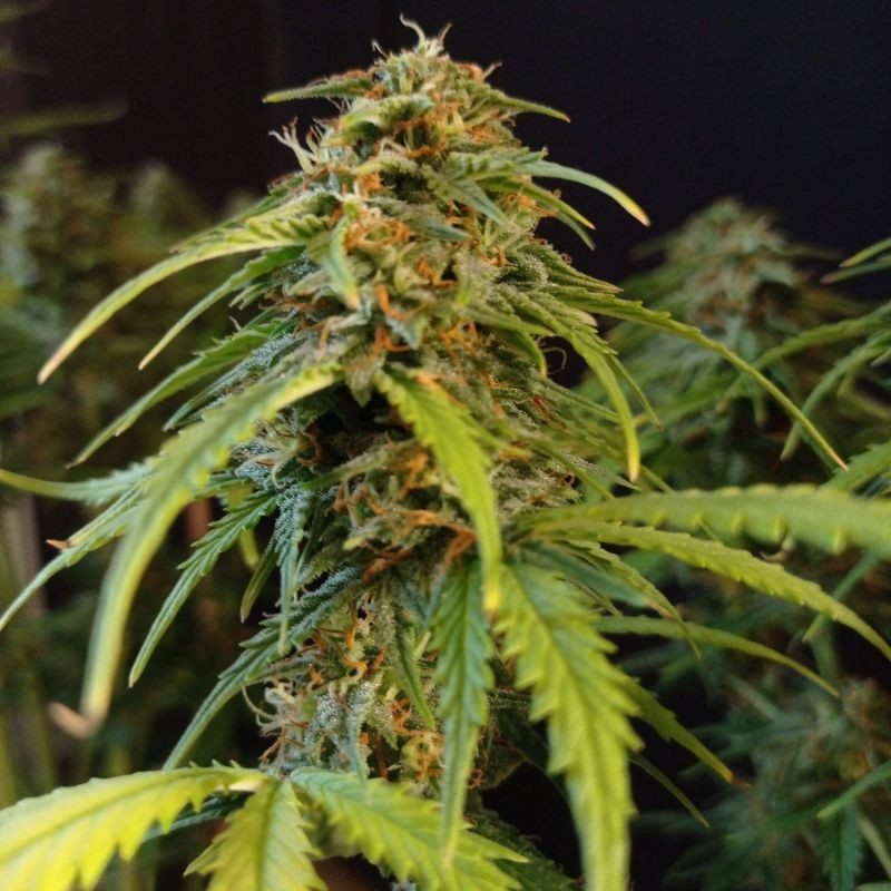 Gorilla Glue Auto - autoblomstrende cannabisfrø, cannabissort