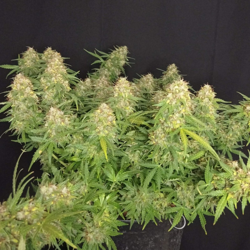 Lemon Auto - autoblomstrende cannabisfrø, cannabissort