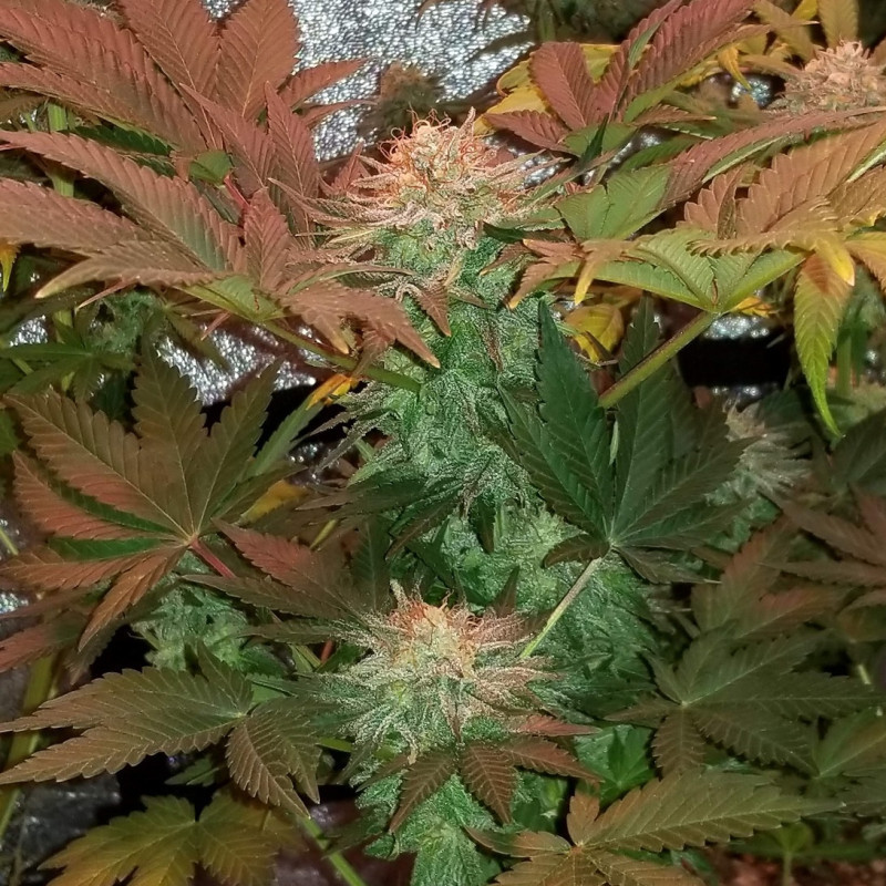 Ultra Mintz Auto - autoblomstrende cannabisfrø, cannabissort