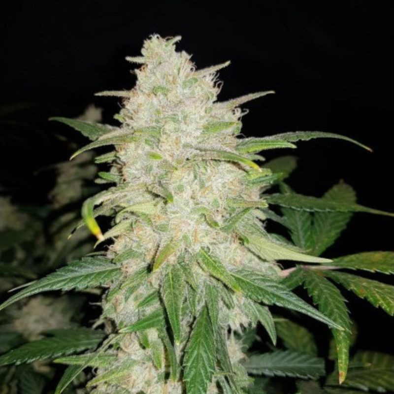 Gelato Auto - autoblomstrende cannabisfrø, cannabissort