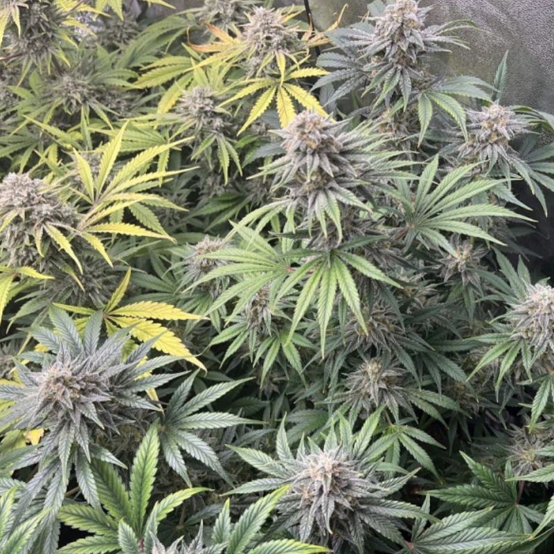 DoSiDos Auto - autoblomstrende cannabisfrø, cannabissort