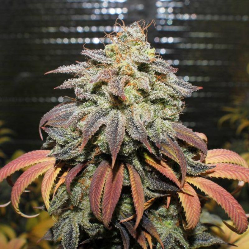 Coffee Ryder Auto - autoblomstrende cannabisfrø, cannabissort