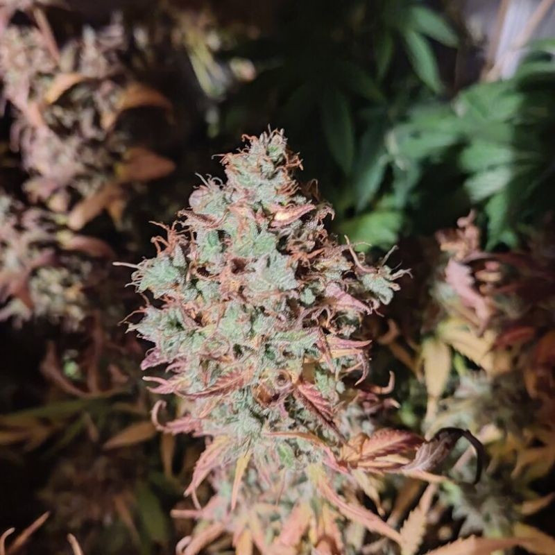 King Kush CBD - medicinske cannabisfrø, cannabissort