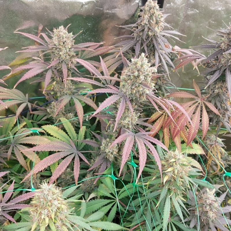 Mimosa x Orange Punch - cannabisfrø