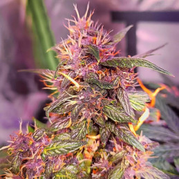 Red Pure Auto CBD
