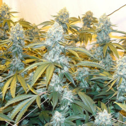 White Widow Fast