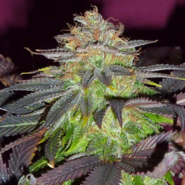Black Widow