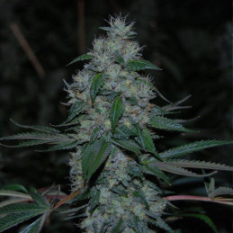 Silver Haze