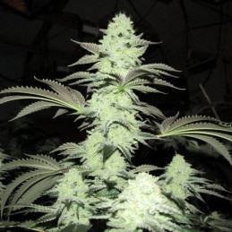 Skywalker OG