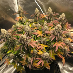 Black Domina Auto