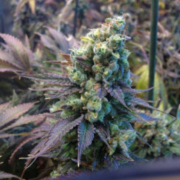 Biscotti Auto