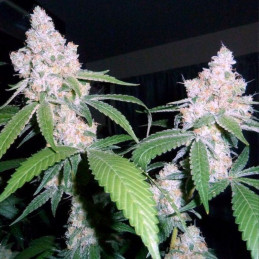 Blue Kush Auto