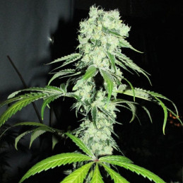 Critical Kush Auto