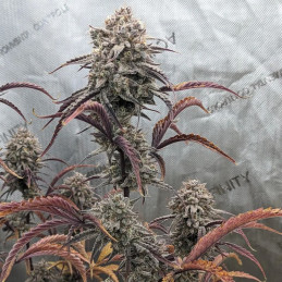 Cherry Pie