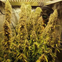 CheeseCake Auto
