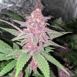 DMT Auto