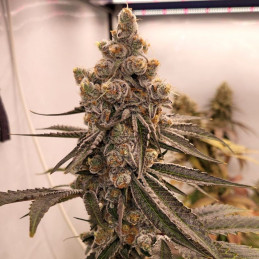 Dutch Kush