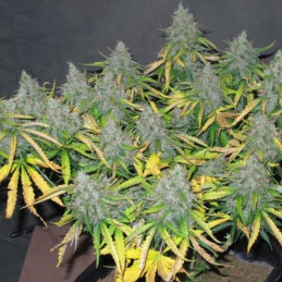 Afghan Skunk Auto