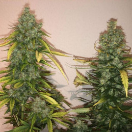 Auto Skunk 47