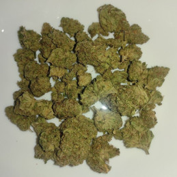 Critical Lemon