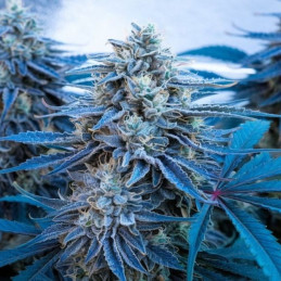 Gorilla Blue