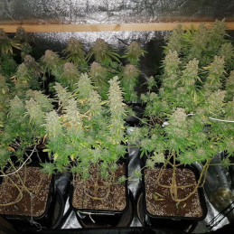 Heavy Bud