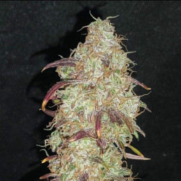 Strong Skunk