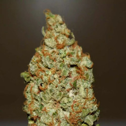 Pink Starburst